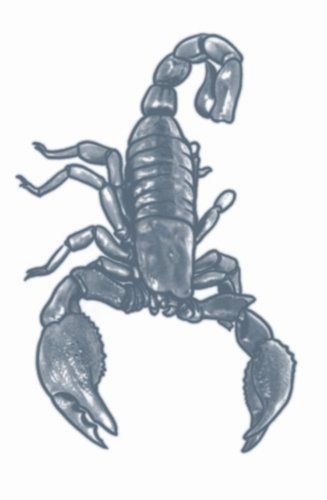 Prison Tattoos - Scorpioen